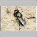 Physiphora alceae - Schmuckfliege 04 5mm.jpg